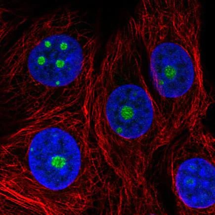 Immunocytochemistry/ Immunofluorescence - Anti-NOL5A antibody [CL2603] (AB242201)