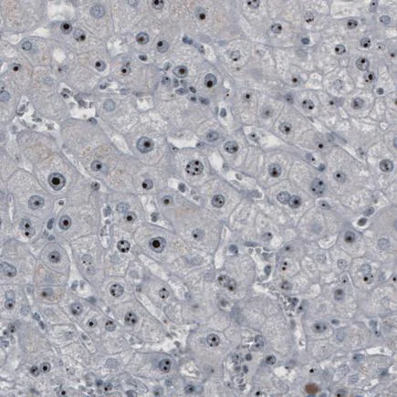 Immunohistochemistry (Formalin/PFA-fixed paraffin-embedded sections) - Anti-NOL5A antibody [CL2603] (AB242201)