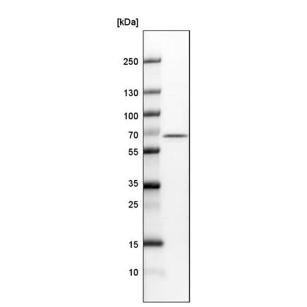 Western blot - Anti-NOL5A antibody [CL2603] (AB242201)