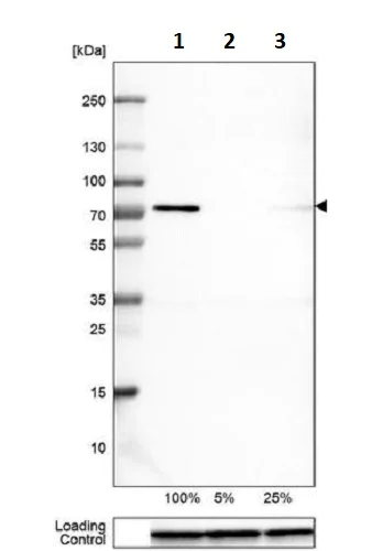 Western blot - Anti-NOL5A antibody [CL2603] (AB242201)