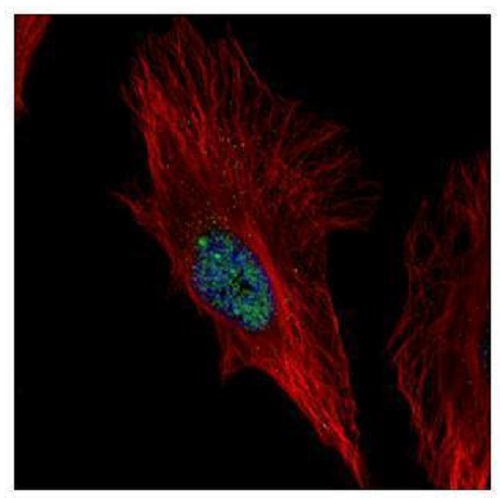Immunocytochemistry/ Immunofluorescence - Anti-NOL6 antibody (AB228836), expandable thumbnail