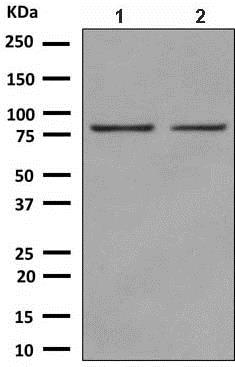 Western blot - Anti-NOL9 antibody [EPR9578] - BSA and Azide free (AB248893)