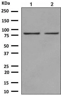 Western blot - Anti-NOL9 antibody [EPR9578] - BSA and Azide free (AB248893)