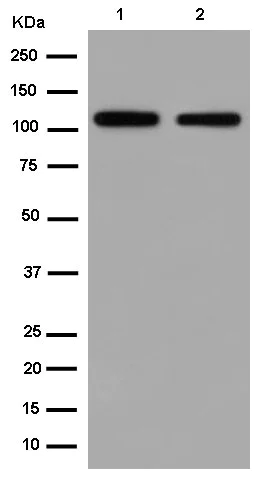 Western blot - Anti-NOLC1 antibody [EPR14896] (AB184550)