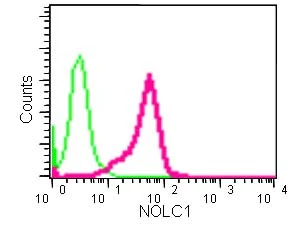 Flow Cytometry (Intracellular) - Anti-NOLC1 antibody [EPR14896] - BSA and Azide free (AB246325)