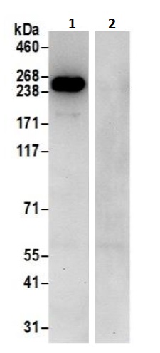 Immunoprecipitation - Anti-non-muscle Myosin IIA antibody (AB241068), expandable thumbnail
