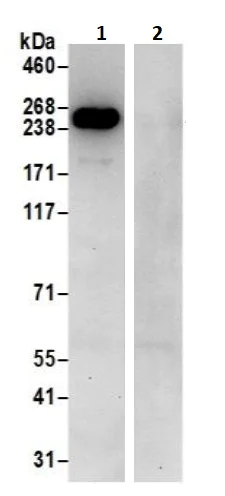 Immunoprecipitation - Anti-non-muscle Myosin IIA antibody (AB241068)
