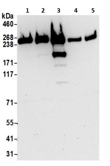 Western blot - Anti-non-muscle Myosin IIA antibody (AB241068), expandable thumbnail
