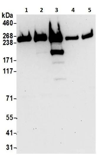 Western blot - Anti-non-muscle Myosin IIA antibody (AB241068)