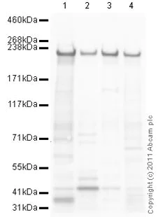 Western blot - Anti-non-muscle Myosin IIA antibody (AB75590)