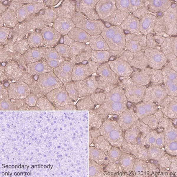Immunohistochemistry (Formalin/PFA-fixed paraffin-embedded sections) - Anti-non-muscle Myosin IIA antibody [EPR22933-9] (AB238131), expandable thumbnail