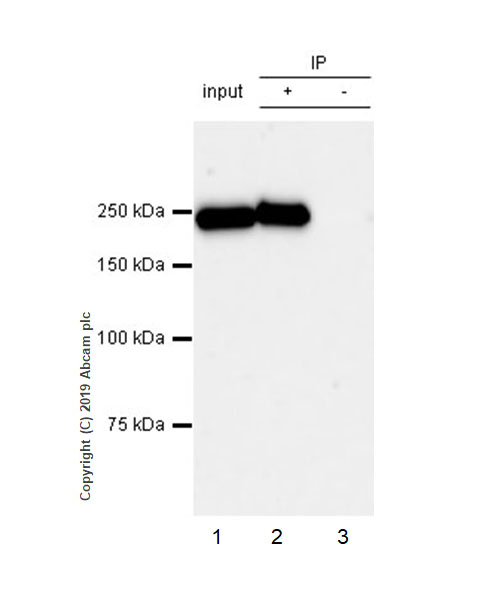 Immunoprecipitation - Anti-non-muscle Myosin IIA antibody [EPR22933-9] (AB238131), expandable thumbnail
