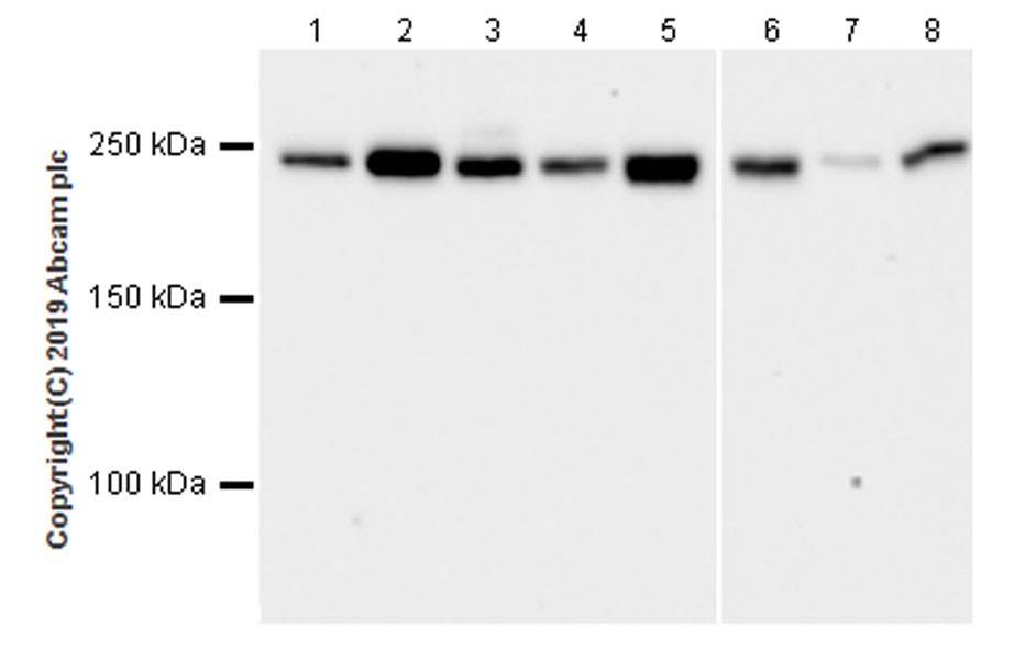 Western blot - Anti-non-muscle Myosin IIA antibody [EPR22933-9] (AB238131), expandable thumbnail