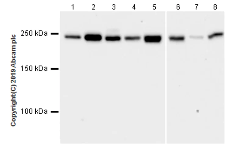 Western blot - Anti-non-muscle Myosin IIA antibody [EPR22933-9] (AB238131)