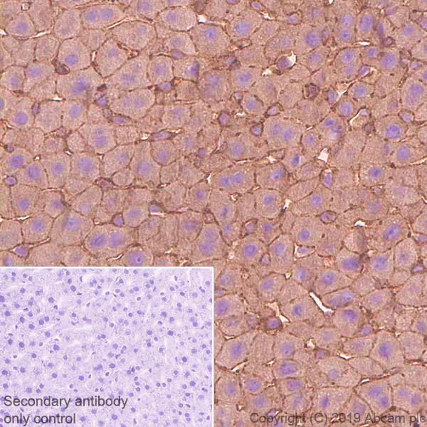 Immunohistochemistry (Formalin/PFA-fixed paraffin-embedded sections) - Anti-non-muscle Myosin IIA antibody [EPR22933-9] - BSA and Azide free (AB256477)