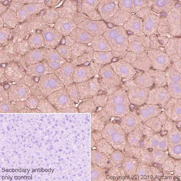 Immunohistochemistry (Formalin/PFA-fixed paraffin-embedded sections) - Anti-non-muscle Myosin IIA antibody [EPR22933-9] - BSA and Azide free (AB256477)