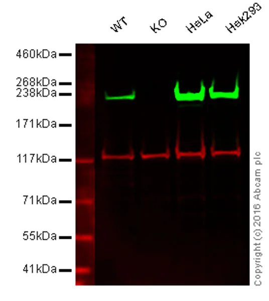 Western blot - Anti-non-muscle Myosin IIA antibody [EPR8965] (AB138498)