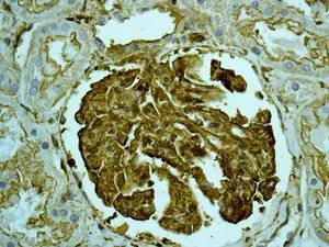 Immunohistochemistry (Formalin/PFA-fixed paraffin-embedded sections) - Anti-non-muscle Myosin IIA antibody [EPR8965] - BSA and Azide free (AB236073)