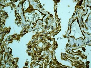 Immunohistochemistry (Formalin/PFA-fixed paraffin-embedded sections) - Anti-non-muscle Myosin IIA antibody [EPR8965] - BSA and Azide free (AB236073)