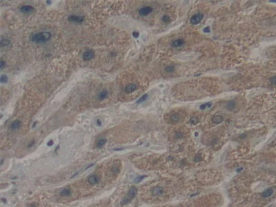 Immunohistochemistry (Formalin/PFA-fixed paraffin-embedded sections) - Anti-non-muscle Myosin IIB/MYH10 antibody (AB232975)