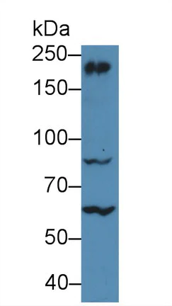 Western blot - Anti-non-muscle Myosin IIB/MYH10 antibody (AB232975)