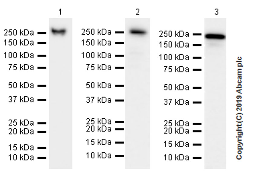 Western blot - Anti-non-muscle Myosin IIB/MYH10 antibody [EPR22564-23] (ab230823), expandable thumbnail