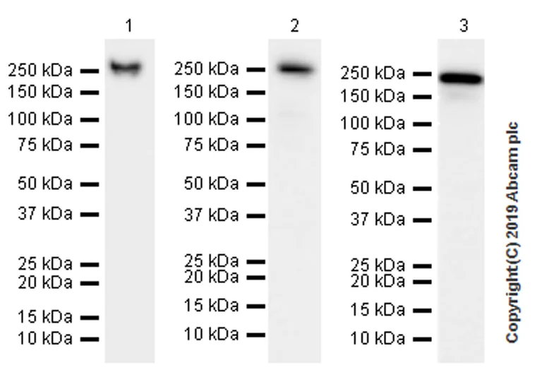Western blot - Anti-non-muscle Myosin IIB/MYH10 antibody [EPR22564-23] (AB230823)