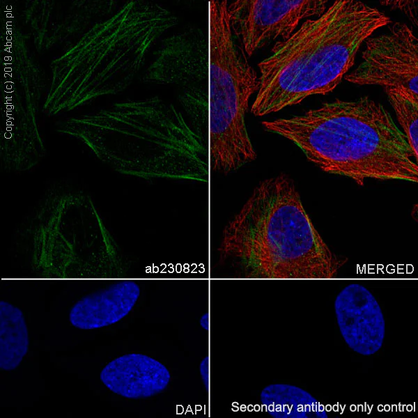 Immunocytochemistry/ Immunofluorescence - Anti-non-muscle Myosin IIB/MYH10 antibody [EPR22564-23] - BSA and Azide free (AB254472)