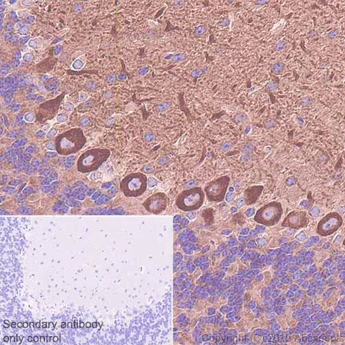 Immunohistochemistry (Formalin/PFA-fixed paraffin-embedded sections) - Anti-non-muscle Myosin IIB/MYH10 antibody [EPR22564-23] - BSA and Azide free (AB254472)