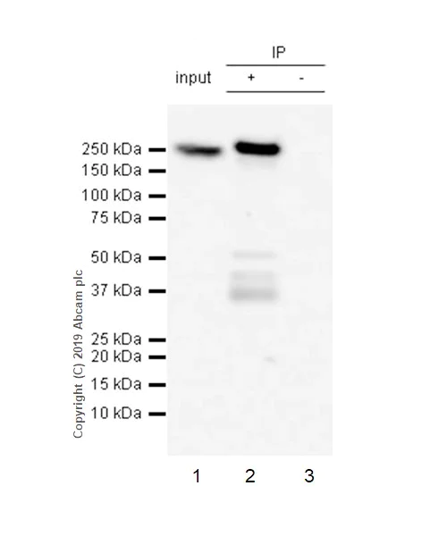 Immunoprecipitation - Anti-non-muscle Myosin IIB/MYH10 antibody [EPR22564-23] - BSA and Azide free (AB254472)