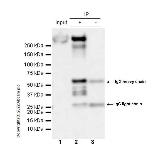 Immunoprecipitation - Anti-non-muscle Myosin IIB/MYH10 antibody [EPR22564-23] - Goat IgG (Chimeric) - BSA and Azide free (AB300649)