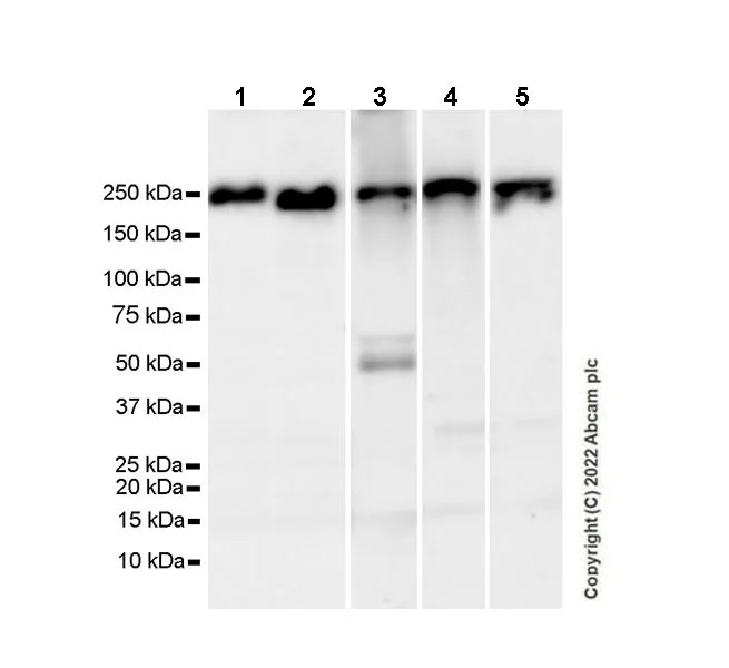 Western blot - Anti-non-muscle Myosin IIB/MYH10 antibody [EPR22564-23] - Goat IgG (Chimeric) - BSA and Azide free (AB300649)