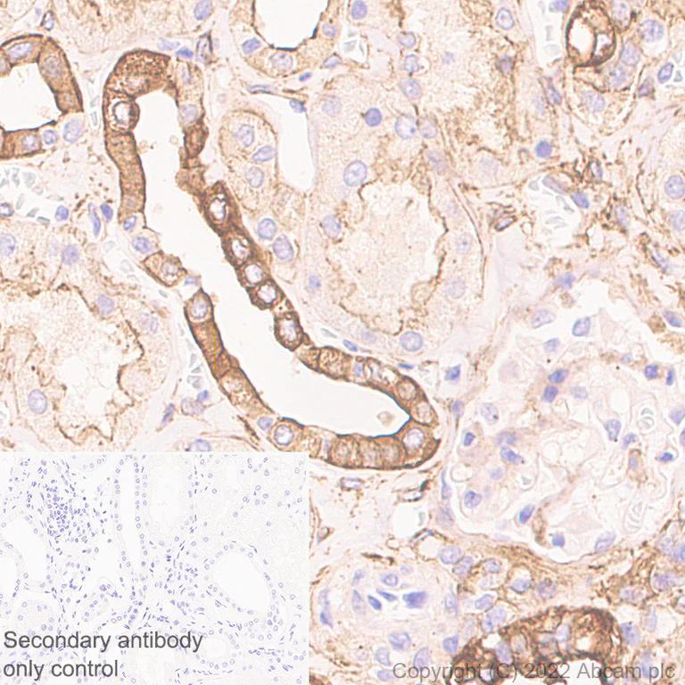 Immunohistochemistry (Formalin/PFA-fixed paraffin-embedded sections) - Anti-non-muscle Myosin IIB/MYH10 antibody [EPR22564-23] - Rat IgG2a (Chimeric) - BSA and Azide free (AB300648)