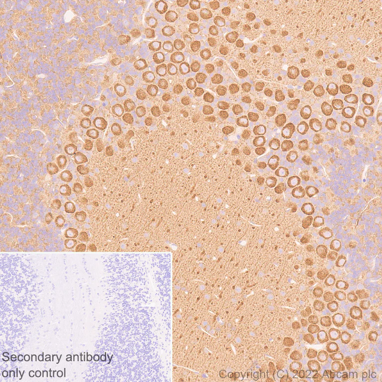 Immunohistochemistry (Formalin/PFA-fixed paraffin-embedded sections) - Anti-non-muscle Myosin IIB/MYH10 antibody [EPR22564-23] - Rat IgG2a (Chimeric) - BSA and Azide free (AB300648)