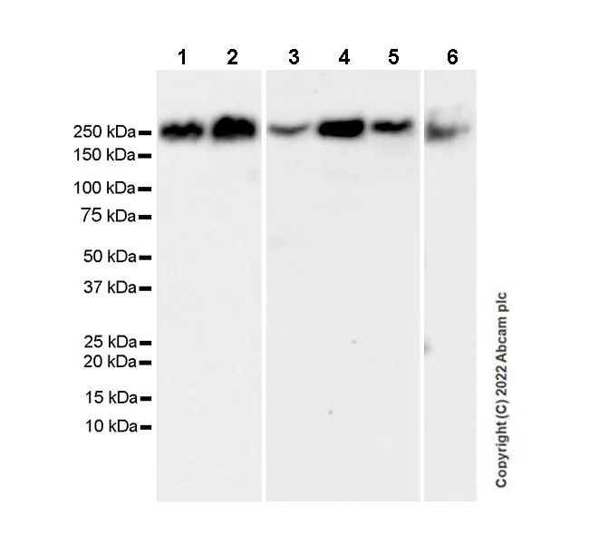 Western blot - Anti-non-muscle Myosin IIB/MYH10 antibody [EPR22564-23] - Rat IgG2a - Chimeric - BSA and Azide Free (AB300648)