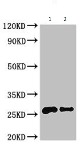 Western blot - Anti-Non-Specific Lipid-Transfer Protein antibody (AB234657)