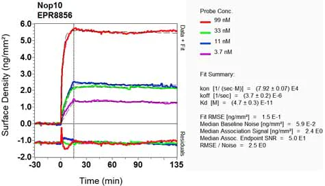 OI-RD Scanning - Anti-NOP10 antibody [EPR8856] (AB133726)