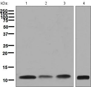 Western blot - Anti-NOP10 antibody [EPR8856] (AB133726)