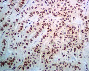 Immunohistochemistry (Formalin/PFA-fixed paraffin-embedded sections) - Anti-NOP10 antibody [EPR8856] - BSA and Azide free (AB248630)