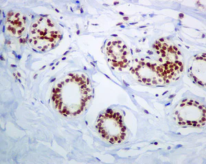 Immunohistochemistry (Formalin/PFA-fixed paraffin-embedded sections) - Anti-NOP10 antibody [EPR8857] - BSA and Azide free (AB248717)