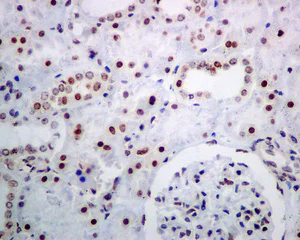 Immunohistochemistry (Formalin/PFA-fixed paraffin-embedded sections) - Anti-NOP10 antibody [EPR8857] - BSA and Azide free (AB248717)