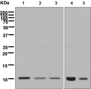 Western blot - Anti-NOP10 antibody [EPR8857] - BSA and Azide free (AB248717)
