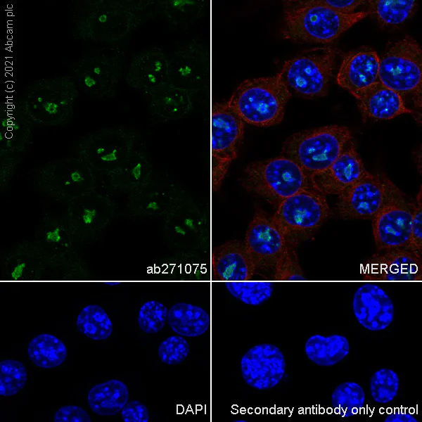 Immunocytochemistry/ Immunofluorescence - Anti-NOP2 antibody [EPR24888-92] (AB271075)