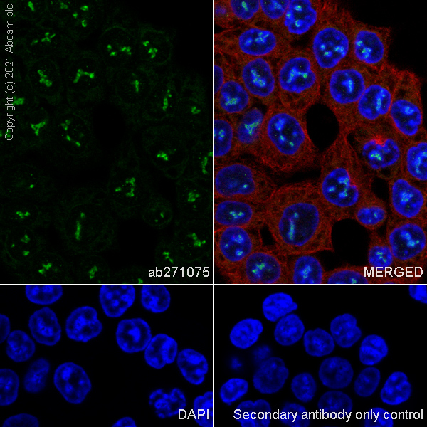 Immunocytochemistry/ Immunofluorescence - Anti-NOP2 antibody [EPR24888-92] - BSA and Azide free (ab282822), expandable thumbnail