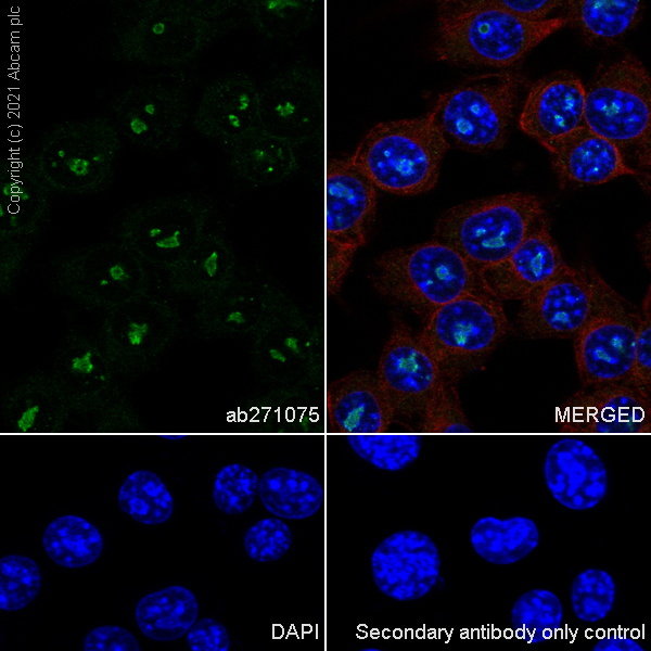 Immunocytochemistry/ Immunofluorescence - Anti-NOP2 antibody [EPR24888-92] - BSA and Azide free (ab282822), expandable thumbnail