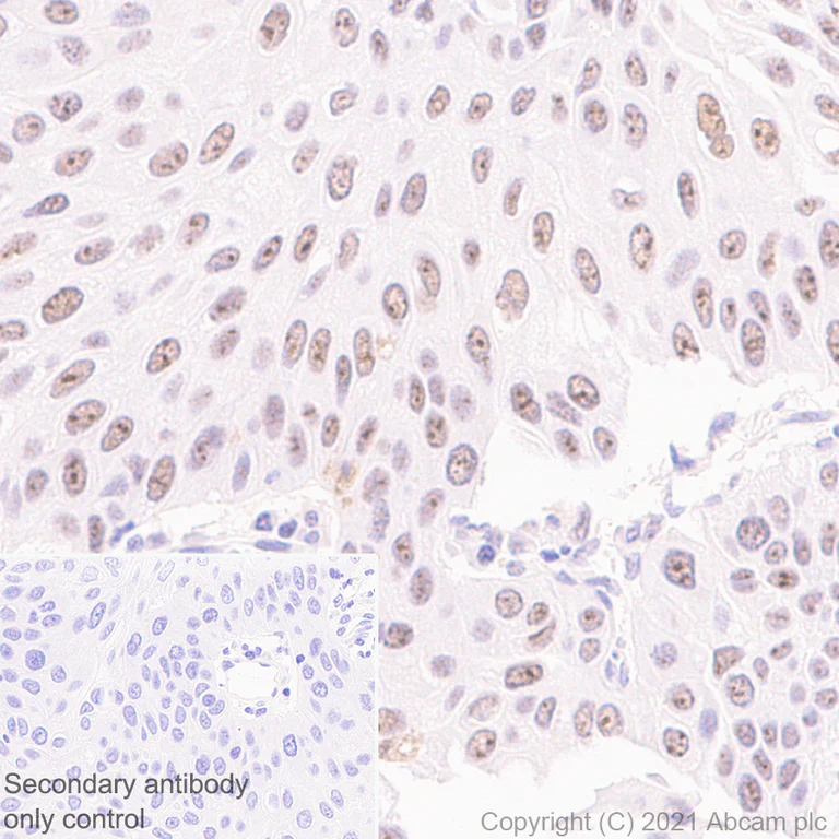 Immunohistochemistry (Formalin/PFA-fixed paraffin-embedded sections) - Anti-NOP2 antibody [EPR24888-92] - BSA and Azide free (AB282822)