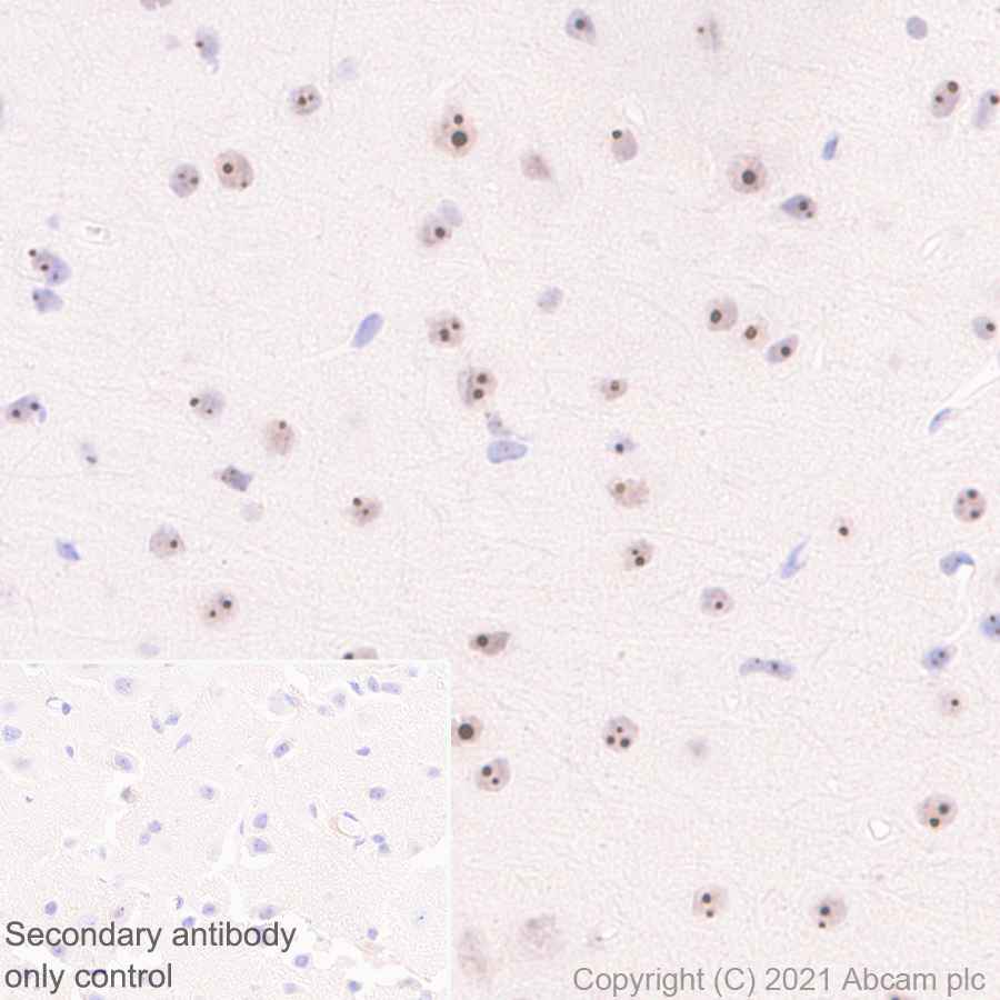 Immunohistochemistry (Formalin/PFA-fixed paraffin-embedded sections) - Anti-NOP2 antibody [EPR24888-92] - BSA and Azide free (AB282822), expandable thumbnail
