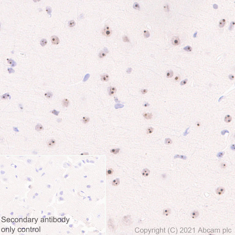 Immunohistochemistry (Formalin/PFA-fixed paraffin-embedded sections) - Anti-NOP2 antibody [EPR24888-92] - BSA and Azide free (AB282822)