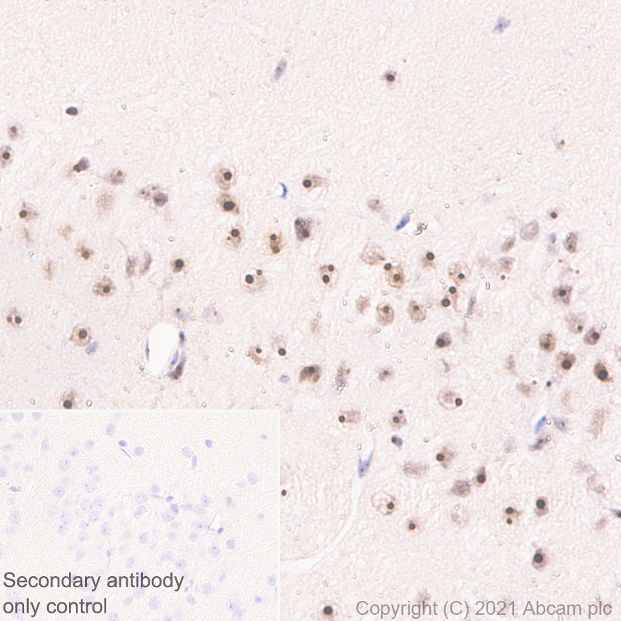 Immunohistochemistry (Formalin/PFA-fixed paraffin-embedded sections) - Anti-NOP2 antibody [EPR24888-92] - BSA and Azide free (AB282822), expandable thumbnail