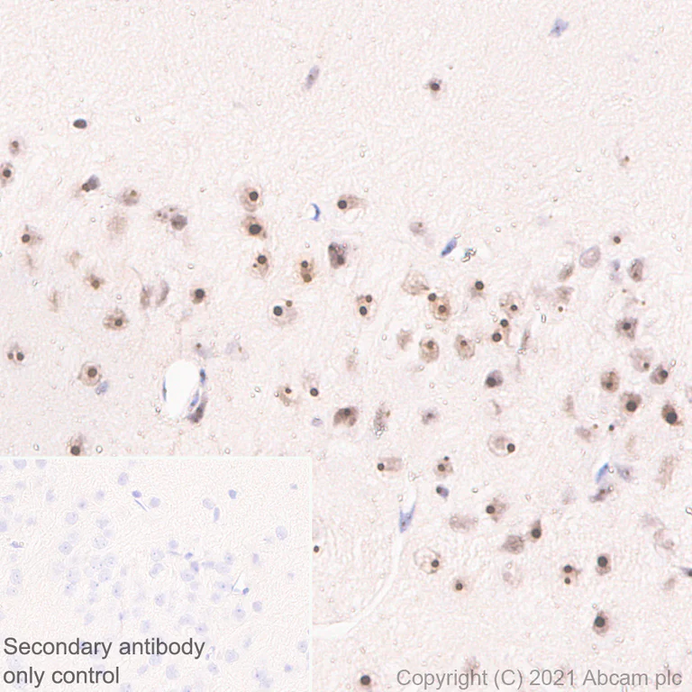 Immunohistochemistry (Formalin/PFA-fixed paraffin-embedded sections) - Anti-NOP2 antibody [EPR24888-92] - BSA and Azide free (AB282822)